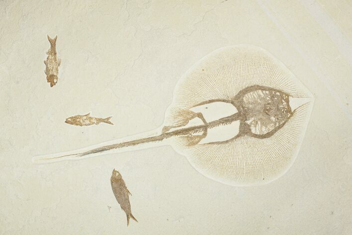 Rare, Fossil Stingray (Heliobatis) With Three Fish - Wyoming #240369